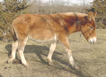 Belgian mules sales for sale